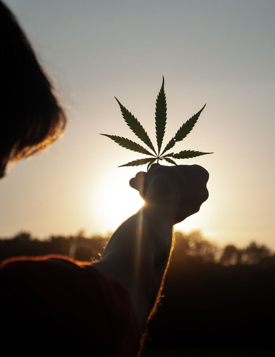A person holding a cannabis leaf in the midst of a breathtaking sunset by David Gabric CBD and Delta-8-THC
